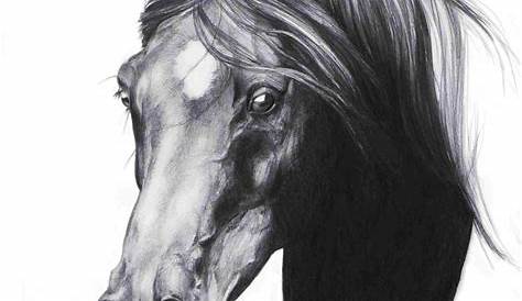 Horse Face Images For Drawing How To Draw s s, Art