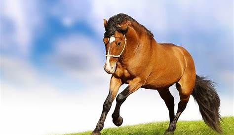 Horse Images Download Racing Red Meadow Pasture Royalty Desktop Wallpaper