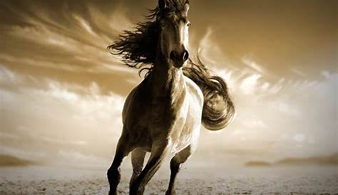Horse Images Hd 131 4K Ultra HD Wallpapers Background