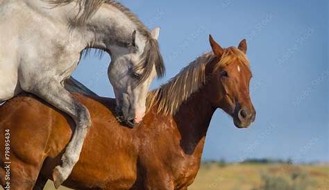 Horse Mating Funny Pictures Animal Close Up 2015 YouTube