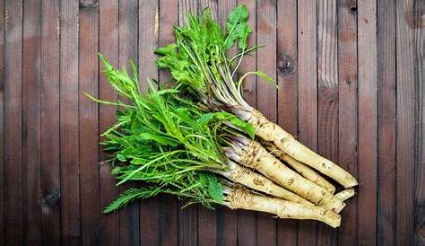 Horseradish Plant Identification A Foraging Guide To Its Food, Medicine And