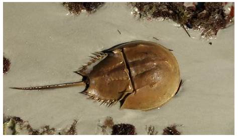 Horseshoe Crab The Life Of Animals