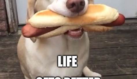 Hot dog : r/memes