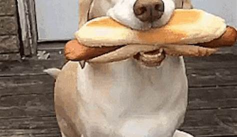 Hot Dog Dood Op Het Leven Gezet Chili Hond GIF | GIFs.nl