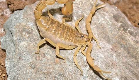 Hottentotta Flavidulus Haltung The Scorpion Files Newsblog A Review Of The Genus