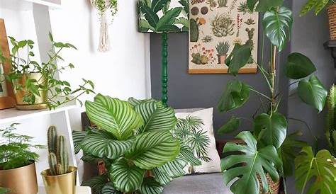 House Plants Interior Decoration