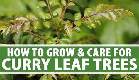 How to Grow Curry Leaf Trees Gardener’s Path