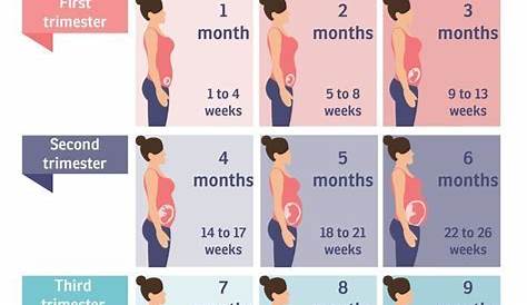 Pregnancy Weeks to Months How Many Weeks, Months, and Trimesters in