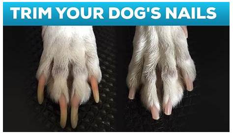 How Short Is Too Short Dog Nails What To Do If You