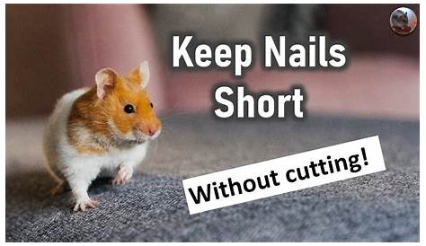 How Short Should Hamster Nails Be You Trim Your ’s ? And