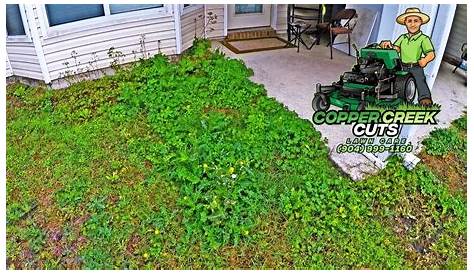 How To Clean Up A Yard Full Of Weeds