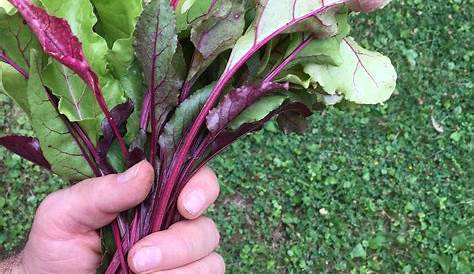 How To Cook Beets Out Of The Garden Easy Step By Step