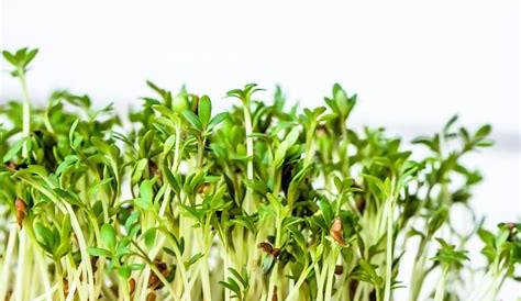 How To Grow Alfalfa Sprouts At Home Vancouver With Love