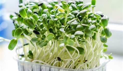 How To Grow Sprouts At Home, A Beginners Guide Agri Farming