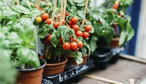 How To Grow Vegetable Plants At Home