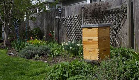 How To Have A Beehive In Your Backyard