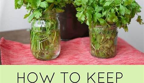 How To Keep Cilantro Fresh At Home For A Month Episode 215