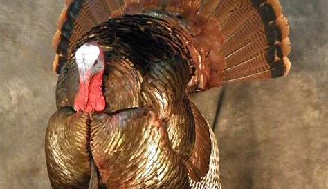 How To Make A Turkey Mount