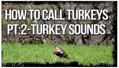 How To Make A Turkey Noise