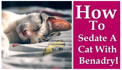 How To Sedate Cat At Home A With Benadryl Traveling With Your