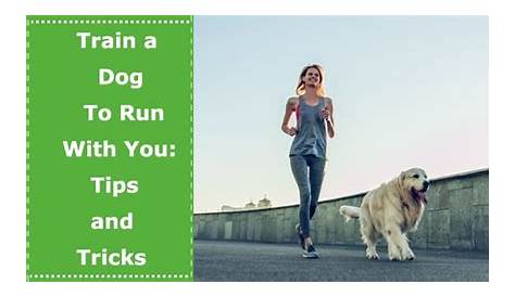 How To Train Your Dog To Run With You Teach On And