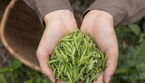 Huangshan Maofeng - One Of The 10 Famous Chinese Teas - Lastea