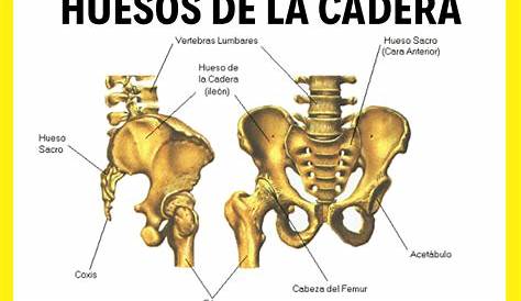 Esqueleto Humano Anatomía Articulada Articulación Cadera Que Muestra
