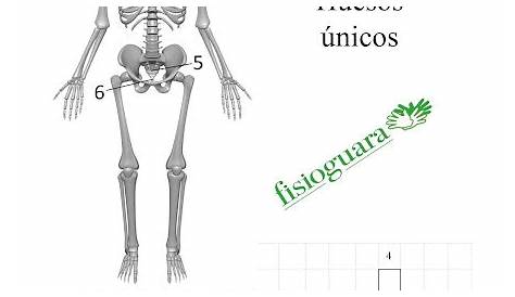 Fisiocrucigrama: huesos únicos
