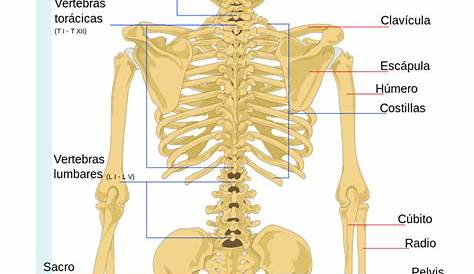 Huesos de la espalda: anatomía y patologías【2020】