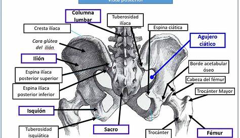 Hueso de Illium, hueso de la cadera o pelvis. Anatomía humana
