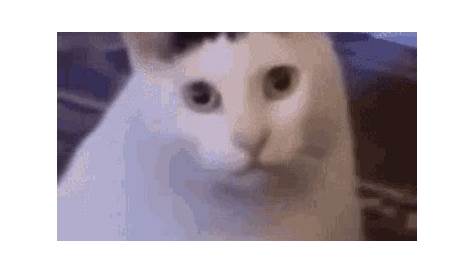 Huh Cat GIF - Huh Cat - Discover & Share GIFs