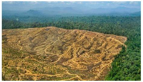 L Huile De Palme La Deforestation Au Quotidien Sauvons La Foret