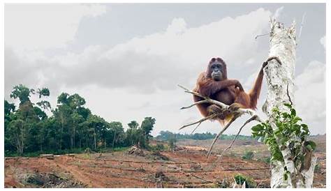 Huile De Palme Deforestation Singe L Orang Outan Disparaitra D Ici 10 Ans A Cause L