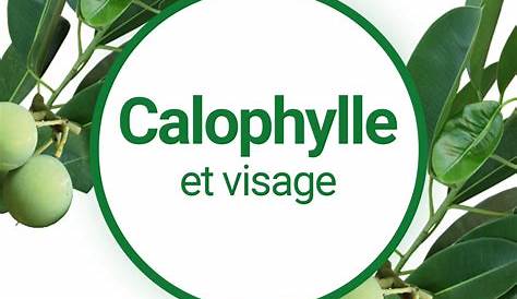 Huile Vegetale Calophylle Bienfaits Guide Complet De L De Inophyle