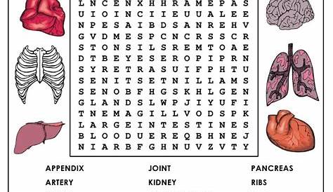 Human Body Word Search For Kids