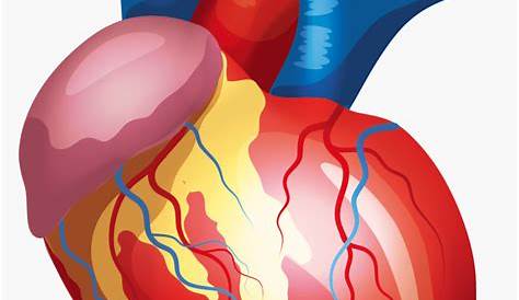 Heart human organ - Transparent PNG & SVG vector file