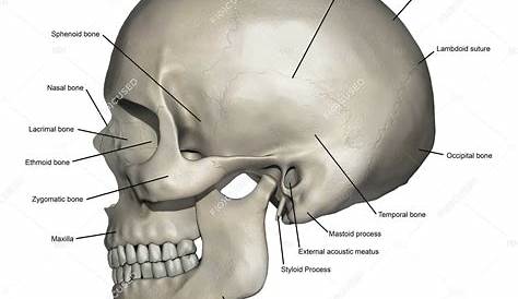 Human skull bones skeleton labeled educational scheme vector