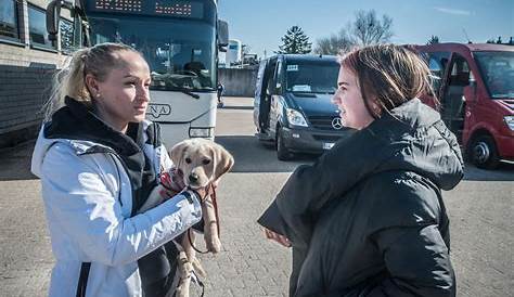 Opladener Tierheim: Leverkusen könnte Hunde aus der Ukraine aufnehmen