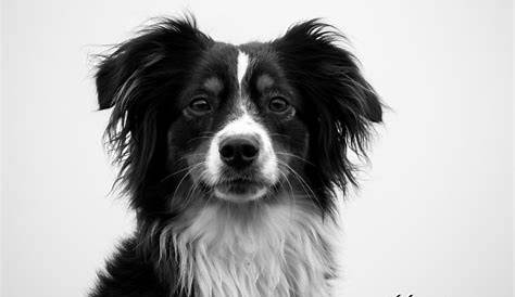 Mein Hund in Schwarz-Weiß Foto & Bild | tiere, haustiere, hunde Bilder