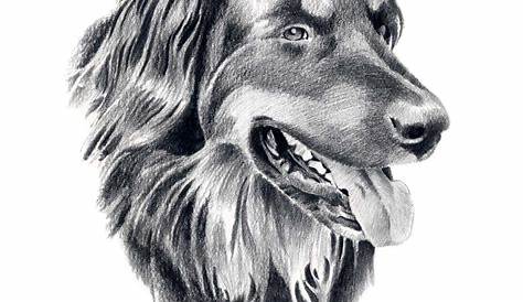 Pin by akyrawolf on art | Border collie art, Dog drawing, Realistic