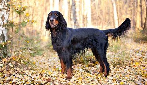 Gordon Setter Puppy laying on the ground 808226 Stock Photo at Vecteezy