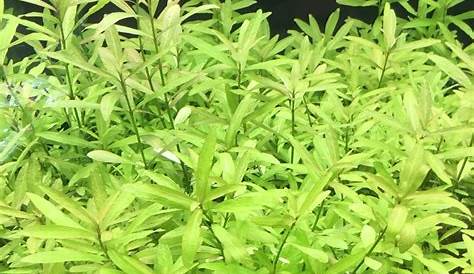 Hygrophila Polysperma Ceylon Dwarf Flowgrow Aquatic Plant