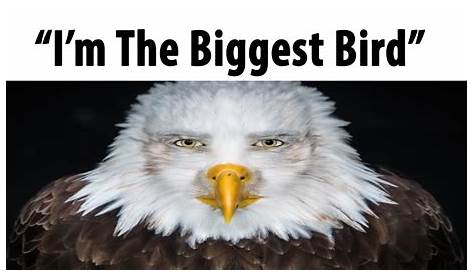 Unveiling The "I'm The Biggest Bird" Metaphor: Meaning, Significance, And Impact