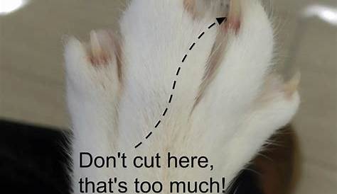 I Accidentally Cut My Cats Nail Too Short How To Trm Your