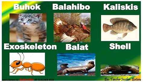 Bumabalot sa Katawan ng mga Hayop|Body coverings of animals - YouTube