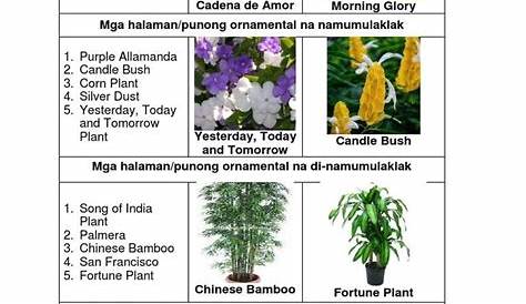 Ano Ang Uri Ng Halamang Ornamental Ang Fortune Plant
