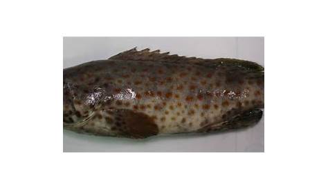 Malaysian Grouper Fishes: Mouse Grouper, Cromileptes altivelis, Kerapu