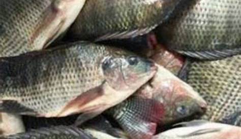 √ [Update] Daftar Harga Ikan Nila per Kilogram Terbaru Januari 2024