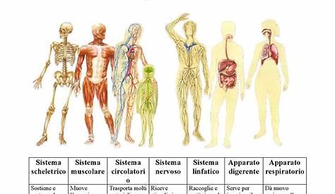 I Tessuti del Corpo Umano: Schede Didattiche per la Scuola Primaria