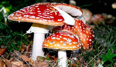 Magic mushroom ingredient approved by FDA for depression trial • Earth.com